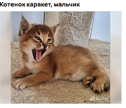 Котёнка «домашней рыси» продают за 700 тысяч рублей в Новосибирске