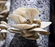 Если вы пропустили: собачьи танцы, грибная ферма и прогулка по «Бронксу»