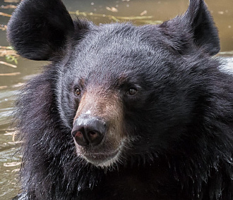 Знаменитому медведю Лёхе из новосибирского зоопарка построят новый дом