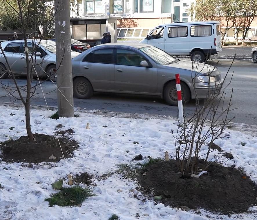 Город без окраин: последние деревья досаживают в центре Новосибирска