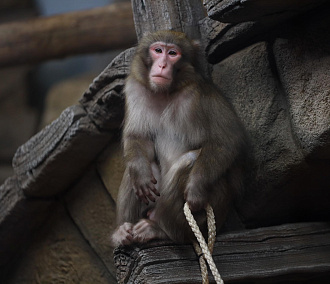 Показывает зубки: как обживаются японские макаки в Новосибирском зоопарке