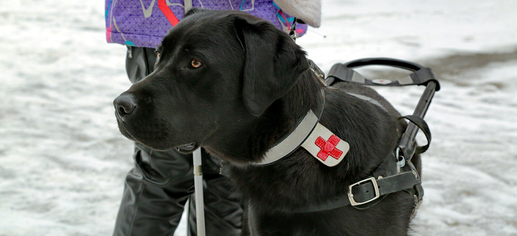 «Вайт — мои глаза и свобода»: как в Новосибирске работают собаки-поводыри