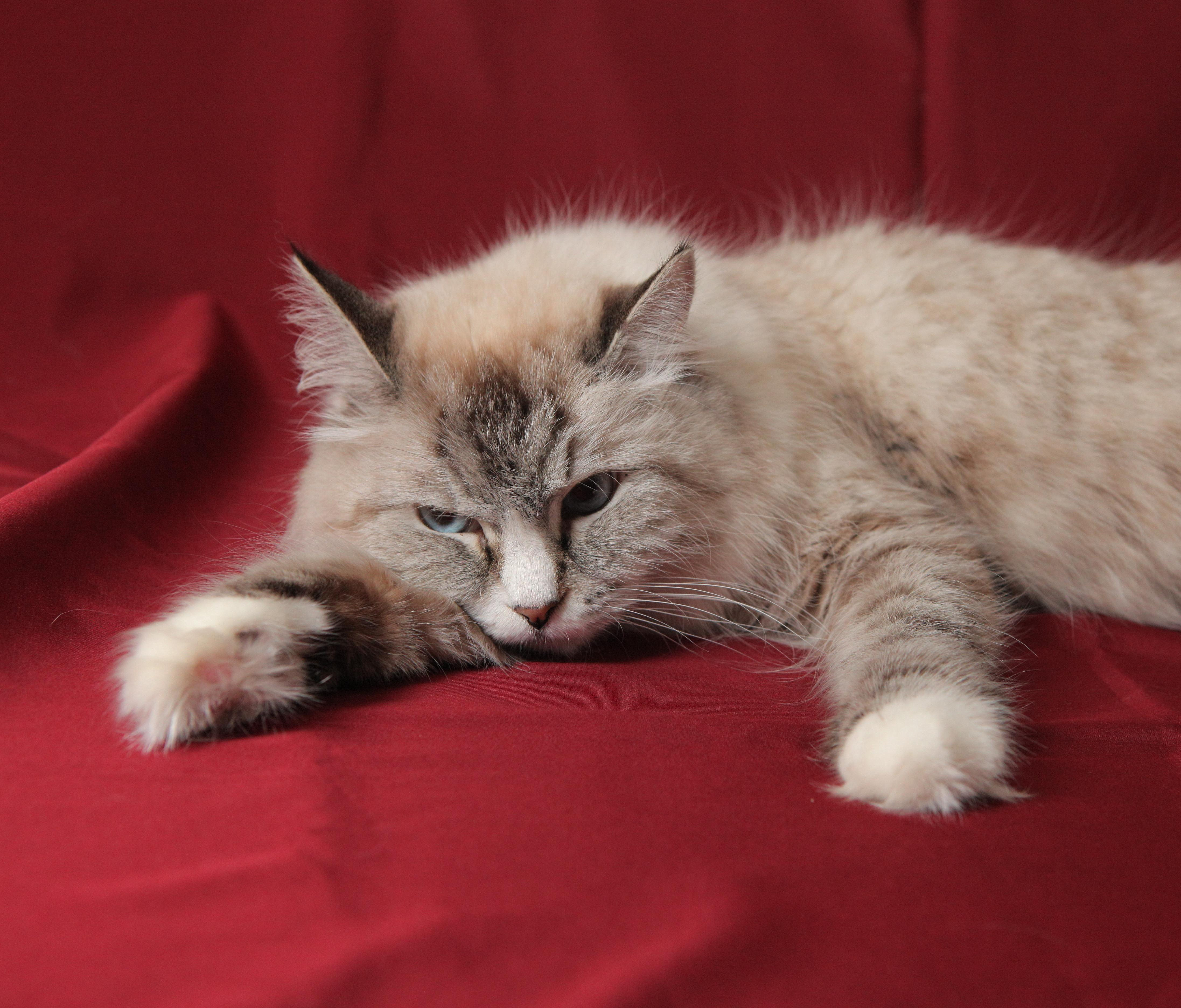 Почему кошек нельзя кормить со стола — рассказал ветврач из Новосибирска