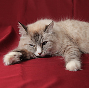 Почему кошек нельзя кормить со стола — рассказал ветврач из Новосибирска