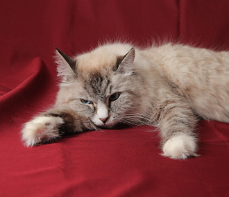 Почему кошек нельзя кормить со стола — рассказал ветврач из Новосибирска