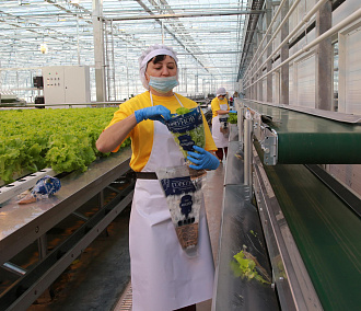 По финской технологии: как выращивают зелень в новосибирских теплицах