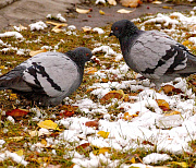 Мокрый снег и ветер обещает гидрометцентр на выходные в Новосибирске