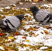 Мокрый снег и ветер обещает гидрометцентр на выходные в Новосибирске