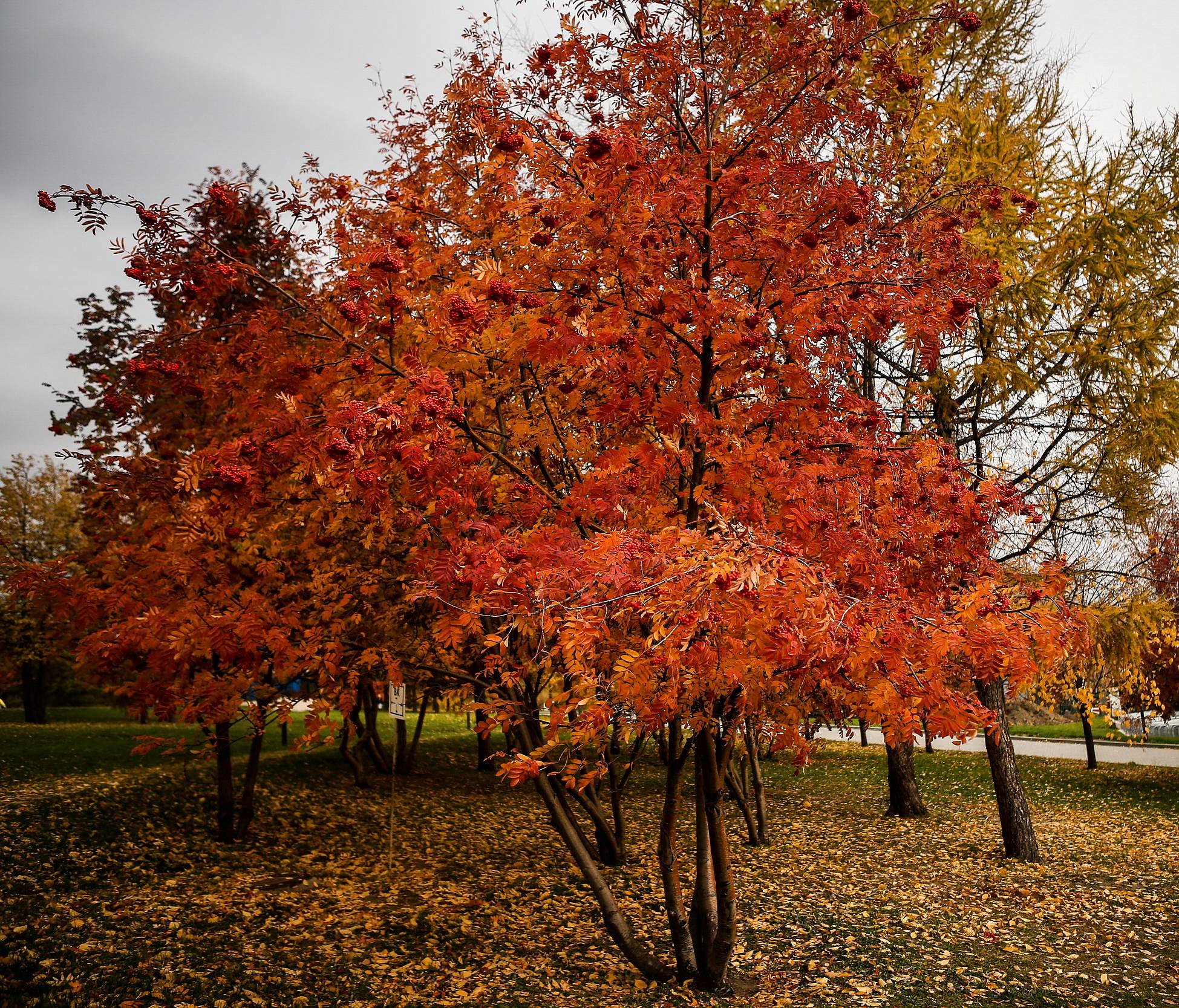Пришла пора шуршать осенними листьями: 20 фото для вдохновения