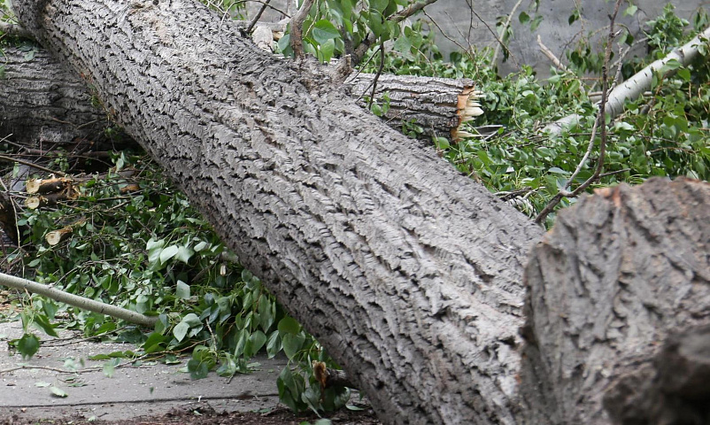 Штормовой ветер повалил деревья в Новосибирске: есть пострадавшие