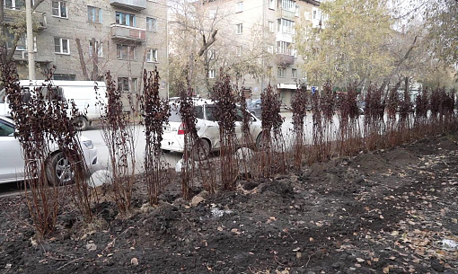 100 кустов пузыреплодника высадили для защиты газона на Советской
