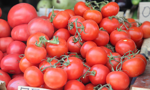 Что делать, чтобы рассада помидоров не вытягивалась — ответ доцента НГАУ