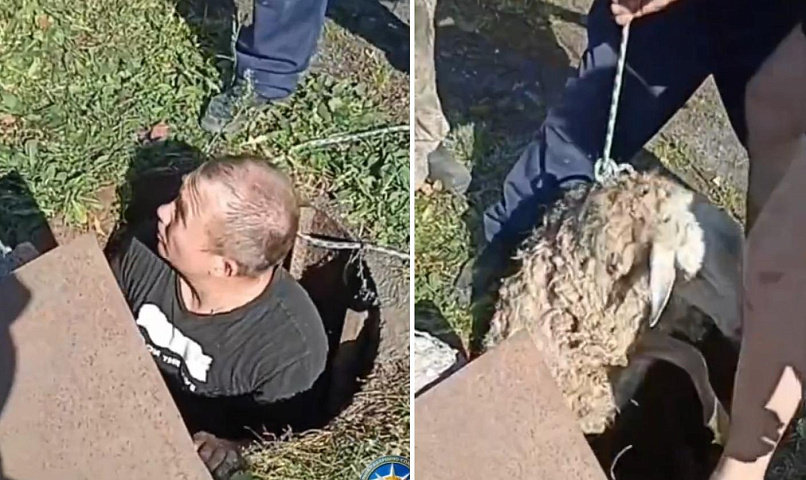 Счастливую овцу вытащил из колодца новосибирский спасатель