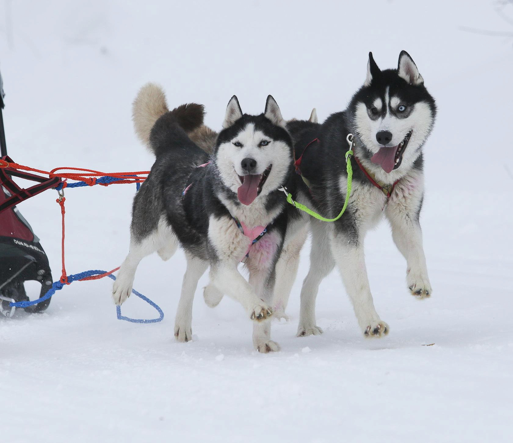 Рождественскую гонку на ездовых собаках устроили под Новосибирском
