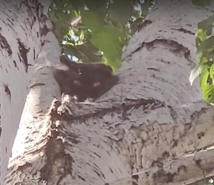 Напуганную чёрную кошку сняли с дерева новосибирские спасатели