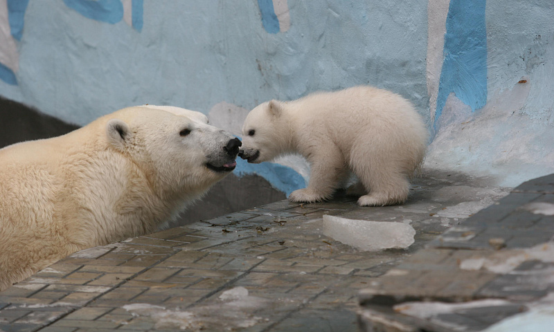 Мишкины детишки: полярные малыши копируют маму в Новосибирском зоопарке