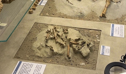 Останки динозавра с птичьей внешностью исследуют в Новосибирске