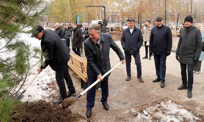 Сибирские кедры высадили в новом парке у заксобрания в Новосибирке