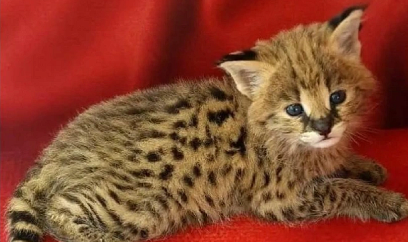 В Новосибирске породистых котят продают за 300 тысяч рублей