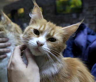 Хорошо мурчим: 300 котиков из котокафе Новосибирска нашли свой дом