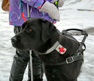 «Вайт — мои глаза и свобода»: как в Новосибирске работают собаки-поводыри
