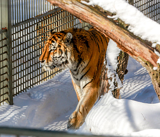Новосибирский зоопарк сократил время для посещения на час