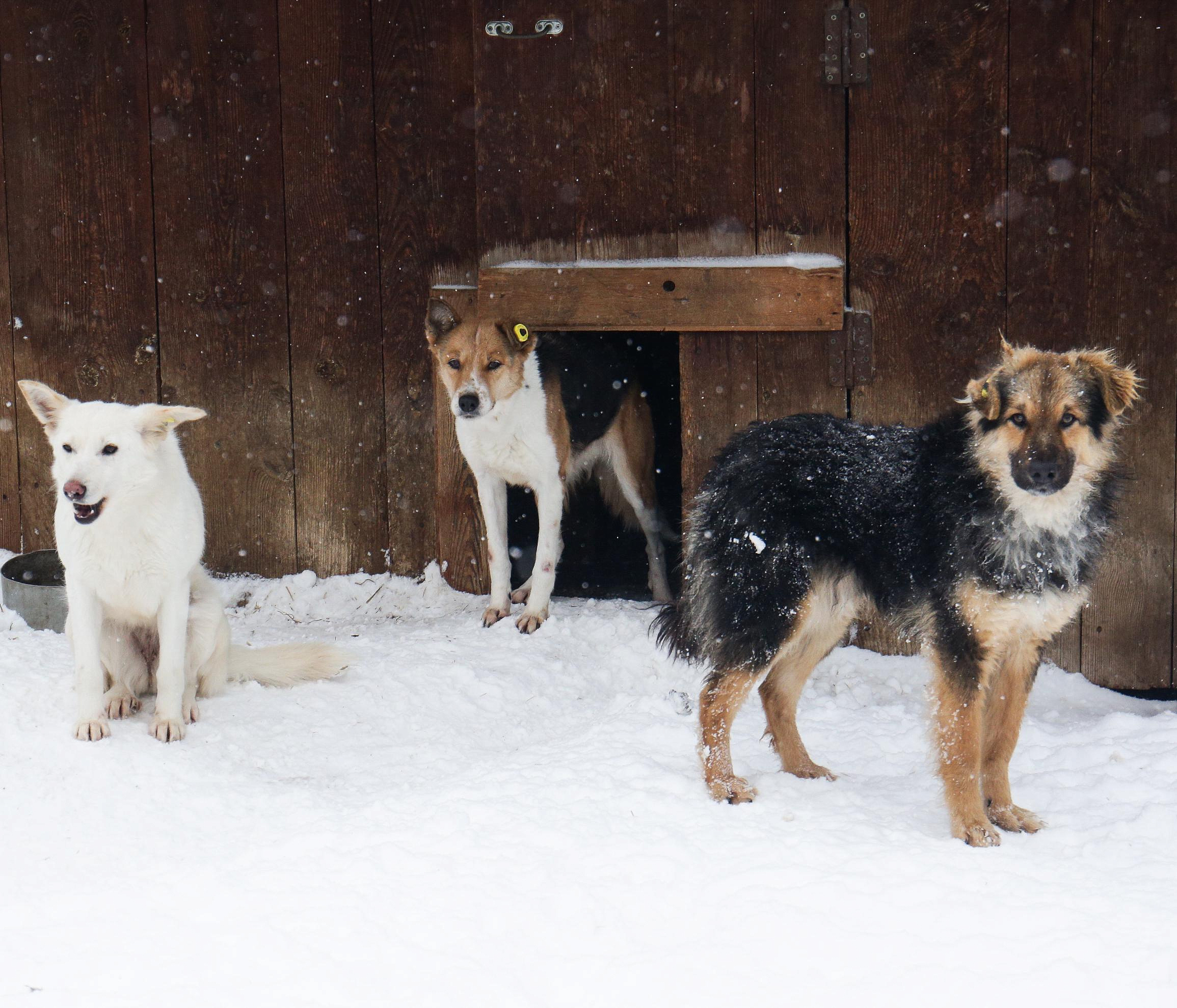 Зимние стаи собак пугают прохожих в частном секторе Новосибирска