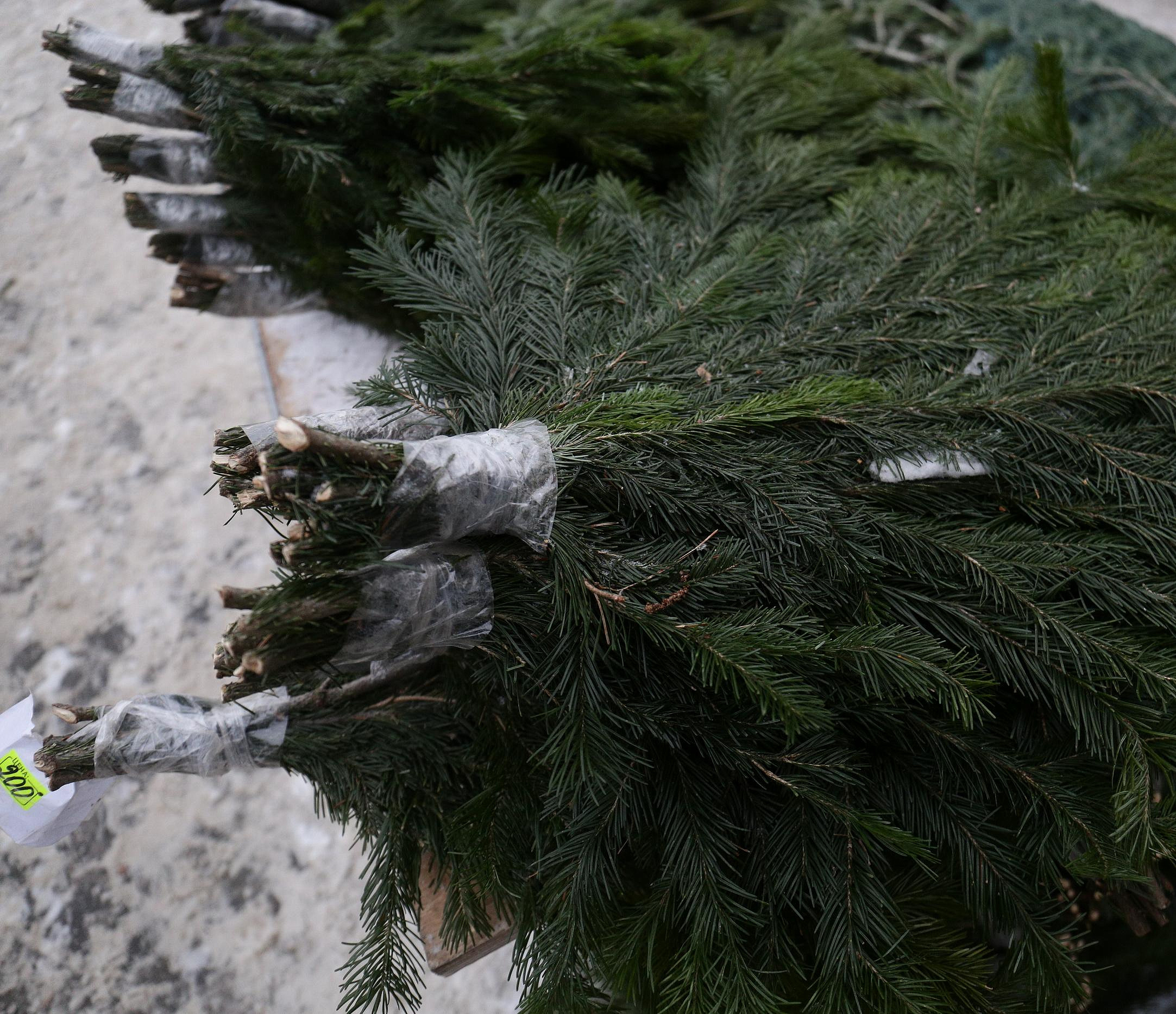 Новосибирцев предупредили о наказании за вырубку хвойных деревьев