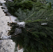 Новосибирцев предупредили о наказании за вырубку хвойных деревьев