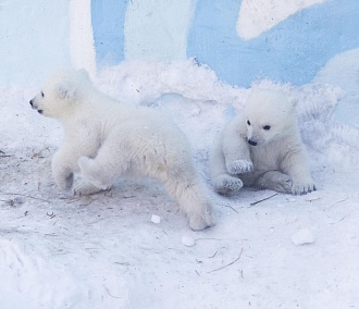 Стал известен пол белых медвежат в Новосибирском зоопарке