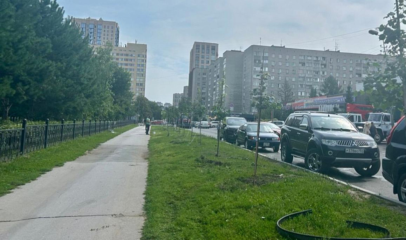 Неизвестные сломали молодые липы у Центрального парка в Новосибирске