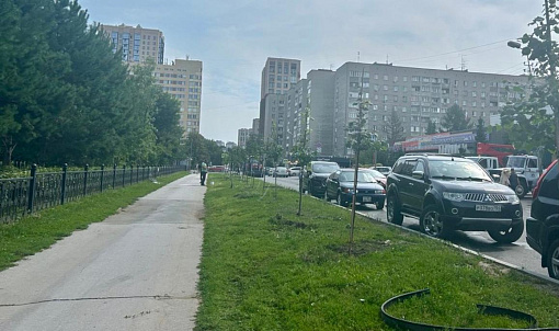Неизвестные сломали молодые липы у Центрального парка в Новосибирске