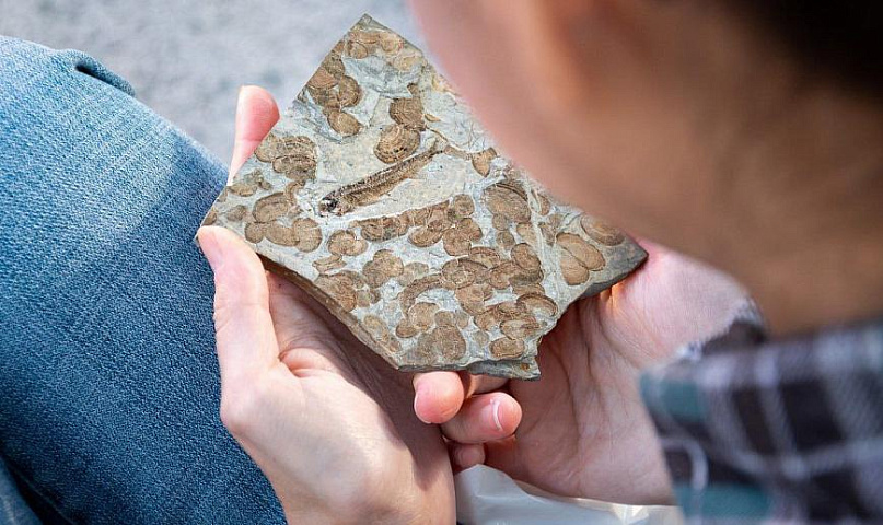 Остатки костистых рыб и ракообразных эпохи мезозоя выставили в НГУ