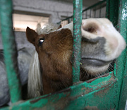 Новосибирские таможенники не пустили 38 лошадей в Казахстан