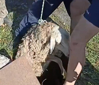 Счастливую овцу вытащил из колодца новосибирский спасатель