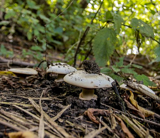 Зачем новосибирские учёные облучают радиацией грибы вёшенки