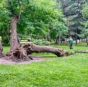 Мэр Кудрявцев: рухнул 90-летний клён Горыныч в Первомайском сквере
