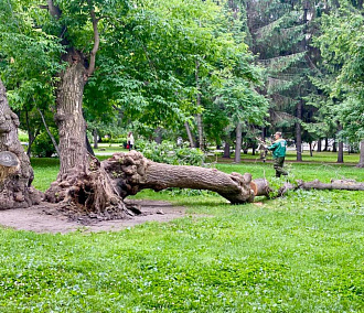 Мэр Кудрявцев: рухнул 90-летний клён Горыныч в Первомайском сквере