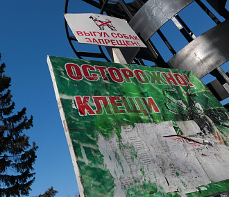 Первый укус клеща: кровосос атаковал новосибирца на Алтае
