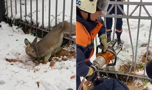 Застрявшую в заборе косулю освободили спасатели в Новосибирске