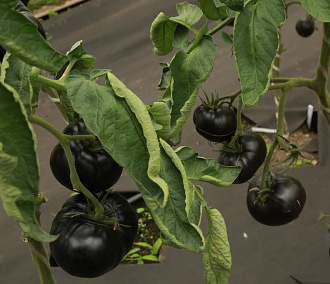 Чёрные помидоры и картошку с фиолетовой мякотью выводят под Новосибирском