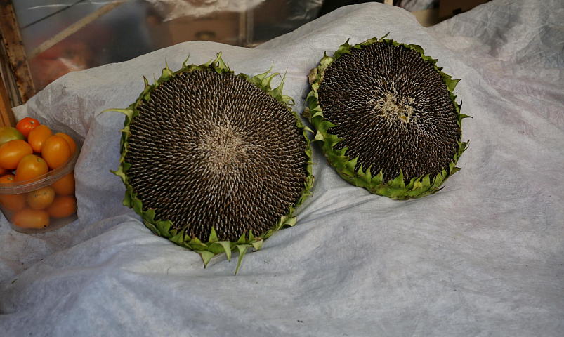 Детям до 2–3 лет давать орехи и семечки категорически нельзя — пульмонолог