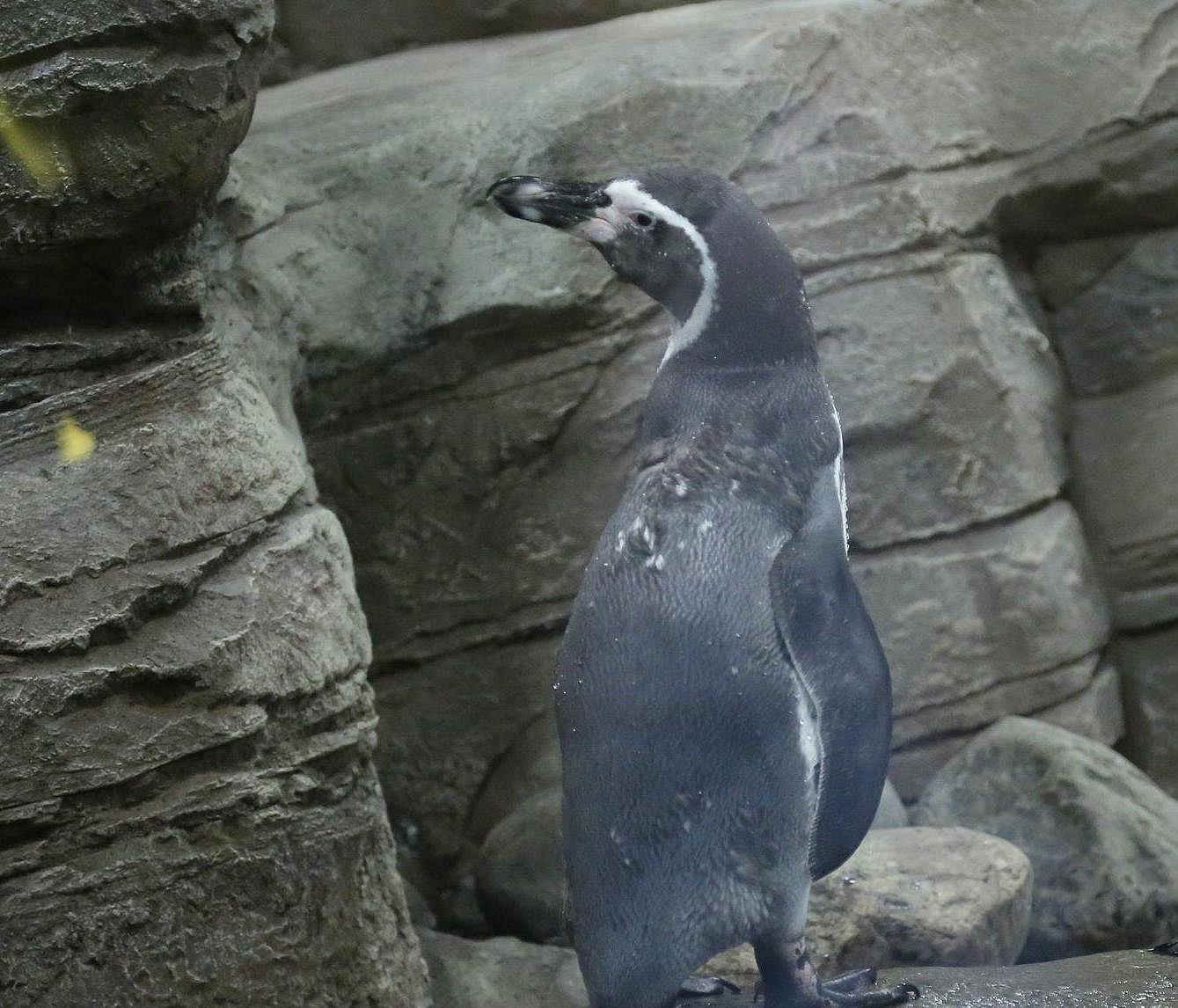 Милый пингвинёнок Гумбольдта родился в Новосибирском зоопарке