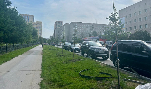 35 молодых лип высадили на аллее вдоль Центрального парка