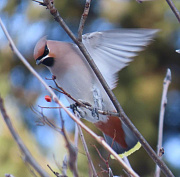 Зима близко: свиристели и снегири прилетели в Новосибирск
