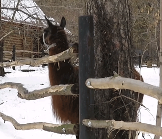 Лама Морошка плюнула в посетительницу Новосибирского зоопарка