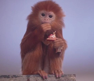 У лангуров и колобусов в Новосибирском зоопарке родились детёныши