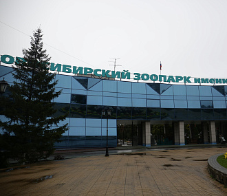 Несите тыквы: ящик для сбора урожая поставили у главного входа в зоопарк