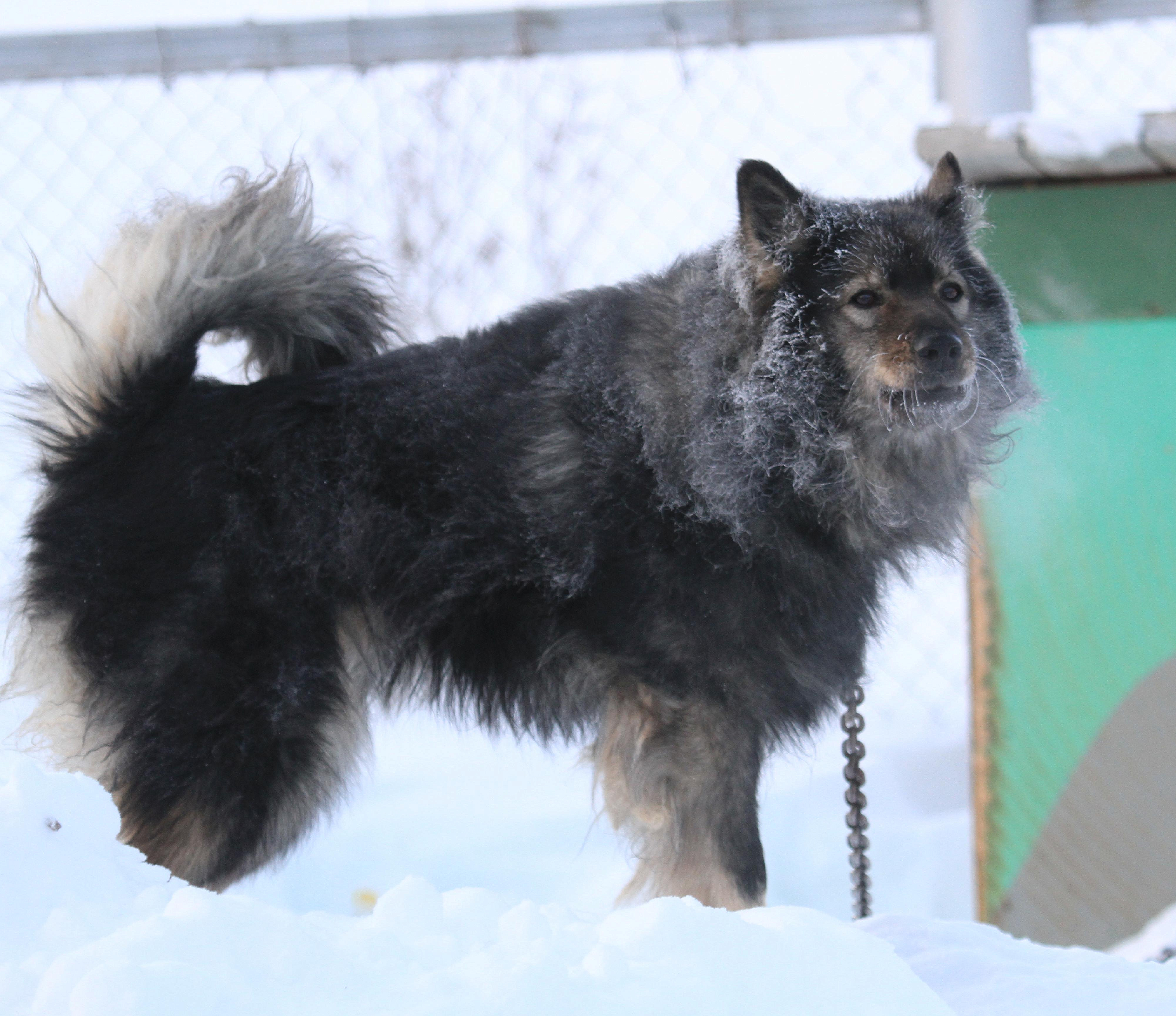Стая одичавших собак держит в страхе жителей Шлюза в Новосибирске
