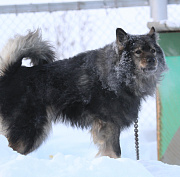 Стая одичавших собак держит в страхе жителей Шлюза в Новосибирске